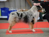 Etalon Berger Australien bleu merle LOF disponible pour saillie