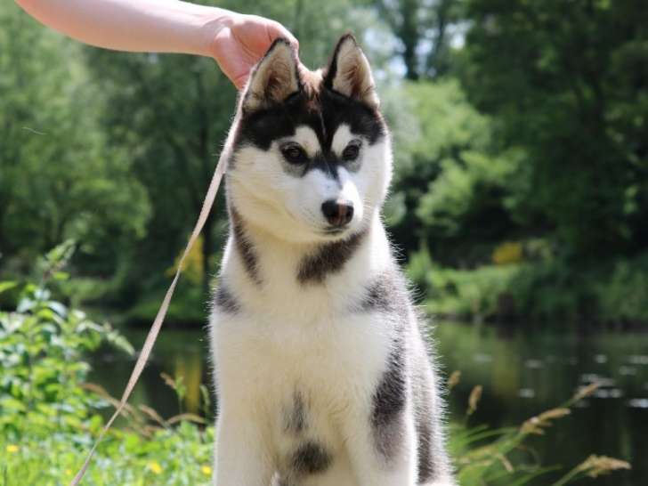 Femelle Husky Sibérien LOF à vendre