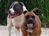 Etalon Staffordshire Bull Terrier disponible pour saillie