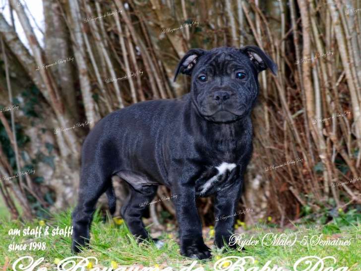 Chiot Staffordshire Bull Terrier noir LOF à réserver