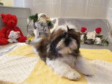 Chiots Shih Tzu LOF à vendre