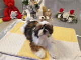 Chiots Shih Tzu LOF à vendre