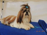 Etalon Shih Tzu LOF disponible pour saillie