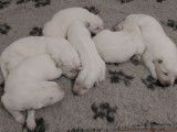 Chiots Berger Blanc Suisse LOF à réserver