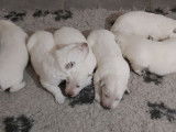 Chiots Berger Blanc Suisse LOF à réserver