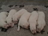 Chiots Berger Blanc Suisse LOF à réserver