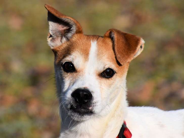 A adopter : Falco, mâle croisé Parson Russel Terrier âgé de 5 ans blanc et roux