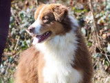 Etalon Berger Australien rouge tricolore LOF disponible pour saillie