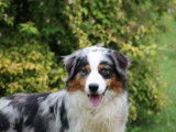 Etalon Berger Australien bleu merle LOF disponible pour saillie