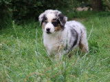 Etalon Berger Australien bleu merle LOF disponible pour saillie