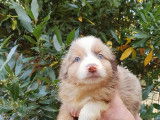 Chiots Berger Américain Miniature LOF à vendre