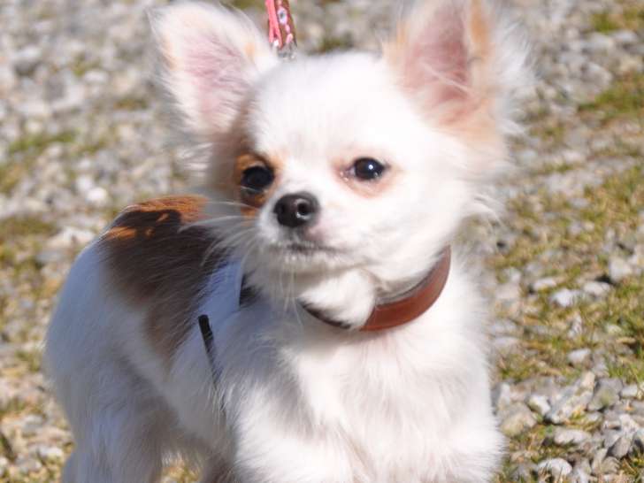 Chiot Chihuahua LOF, robe blanche à poil long, à vendre