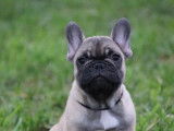 Chiots Bouledogue Français LOF à vendre