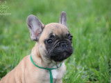 Chiots Bouledogue Français LOF à vendre