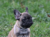 Chiots Bouledogue Français LOF à vendre