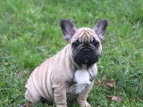 Chiot Bouledogue Français fauve masque noir LOF à vendre