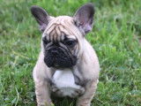 Chiot Bouledogue Français fauve masque noir LOF à vendre