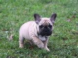 Chiot Bouledogue Français fauve masque noir LOF à vendre