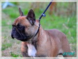 Etalon Bouledogue Français fauve rouge LOF disponible pour saillie