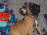 Femelles Bouledogue Fran&ccedil;ais LOF &agrave; vendre