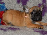 Femelles Bouledogue Fran&ccedil;ais LOF &agrave; vendre