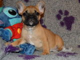Adorable femelle Bouledogue Français LOF à vendre