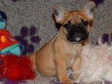 Adorable femelle Bouledogue Français LOF à vendre