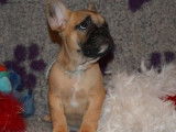 Adorable femelle Bouledogue Français LOF à vendre