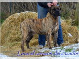 Etalon Dogo Canario LOF disponible pour saillie