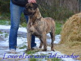 Etalon Dogo Canario LOF disponible pour saillie