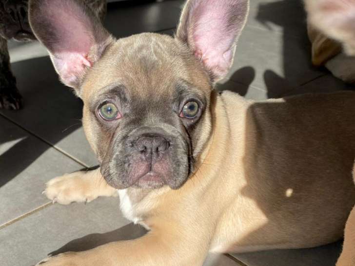 Chiots de type Bouledogue Francais à vendre