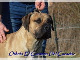 Etalon Dogo Canario LOF de grande qualité disponible pour saillie