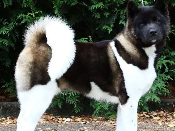 Une chienne Akita Américain bicolore LOF de 7 ans à acheter