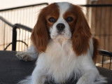 Un chien mâle bicolore Cavalier King Charles LOF disponible pour saillie