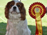 Un chien mâle bicolore Cavalier King Charles LOF disponible pour saillie