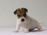 Cinq dynamiques chiots mâles Jack Russel Terrier LOF à retenir pour décembre 2021