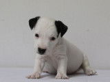 Cinq dynamiques chiots mâles Jack Russel Terrier LOF à retenir pour décembre 2021