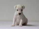 Cinq dynamiques chiots mâles Jack Russel Terrier LOF à retenir pour décembre 2021