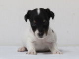Cinq dynamiques chiots mâles Jack Russel Terrier LOF à retenir pour décembre 2021