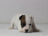Cinq dynamiques chiots mâles Jack Russel Terrier LOF à retenir pour décembre 2021