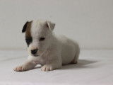 Cinq dynamiques chiots mâles Jack Russel Terrier LOF à retenir pour décembre 2021