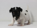 Cinq dynamiques chiots mâles Jack Russel Terrier LOF à retenir pour décembre 2021