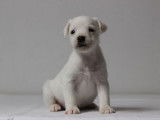 Cinq dynamiques chiots mâles Jack Russel Terrier LOF à retenir pour décembre 2021