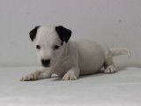 Cinq dynamiques chiots mâles Jack Russel Terrier LOF à retenir pour décembre 2021
