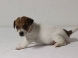 Cinq dynamiques chiots mâles Jack Russel Terrier LOF à retenir pour décembre 2021