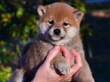 &Eacute;l&eacute;gants chiots Shiba LOF : trois femelles et un m&acirc;le &agrave; r&eacute;server pour fin d&eacute;cembre 2021