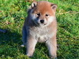 &Eacute;l&eacute;gants chiots Shiba LOF : trois femelles et un m&acirc;le &agrave; r&eacute;server pour fin d&eacute;cembre 2021