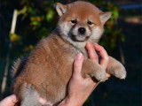 &Eacute;l&eacute;gants chiots Shiba LOF : trois femelles et un m&acirc;le &agrave; r&eacute;server pour fin d&eacute;cembre 2021