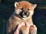 &Eacute;l&eacute;gants chiots Shiba LOF : trois femelles et un m&acirc;le &agrave; r&eacute;server pour fin d&eacute;cembre 2021