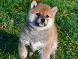 &Eacute;l&eacute;gants chiots Shiba LOF : trois femelles et un m&acirc;le &agrave; r&eacute;server pour fin d&eacute;cembre 2021